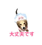 ダックスパピーSaraちゃん1（個別スタンプ：8）