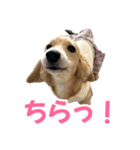 ダックスパピーSaraちゃん1（個別スタンプ：9）