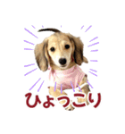 ダックスパピーSaraちゃん1（個別スタンプ：10）