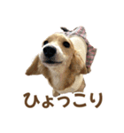 ダックスパピーSaraちゃん1（個別スタンプ：11）