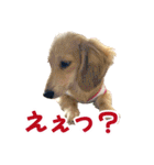 ダックスパピーSaraちゃん1（個別スタンプ：12）