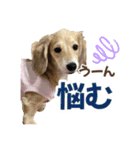 ダックスパピーSaraちゃん1（個別スタンプ：13）