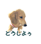 ダックスパピーSaraちゃん1（個別スタンプ：14）