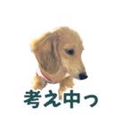 ダックスパピーSaraちゃん1（個別スタンプ：15）