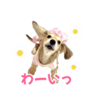 ダックスパピーSaraちゃん1（個別スタンプ：16）