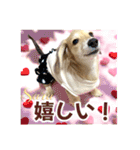 ダックスパピーSaraちゃん1（個別スタンプ：17）