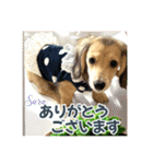 ダックスパピーSaraちゃん1（個別スタンプ：21）