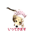 ダックスパピーSaraちゃん1（個別スタンプ：24）