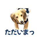 ダックスパピーSaraちゃん1（個別スタンプ：25）