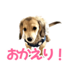 ダックスパピーSaraちゃん1（個別スタンプ：26）