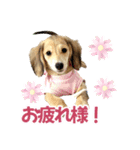 ダックスパピーSaraちゃん1（個別スタンプ：28）