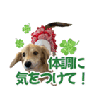 ダックスパピーSaraちゃん1（個別スタンプ：30）