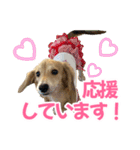ダックスパピーSaraちゃん1（個別スタンプ：33）
