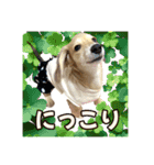 ダックスパピーSaraちゃん1（個別スタンプ：34）