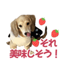 ダックスパピーSaraちゃん1（個別スタンプ：35）