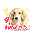ダックスパピーSaraちゃん1（個別スタンプ：36）