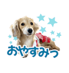 ダックスパピーSaraちゃん1（個別スタンプ：39）