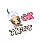 ダックスパピーSaraちゃん1（個別スタンプ：40）