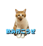 シンバとシンバと時々シンバ（個別スタンプ：1）