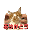 シンバとシンバと時々シンバ（個別スタンプ：2）