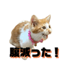 シンバとシンバと時々シンバ（個別スタンプ：4）