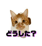 シンバとシンバと時々シンバ（個別スタンプ：5）