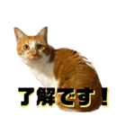 シンバとシンバと時々シンバ（個別スタンプ：6）