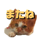 シンバとシンバと時々シンバ（個別スタンプ：8）