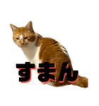 シンバとシンバと時々シンバ（個別スタンプ：9）