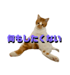 シンバとシンバと時々シンバ（個別スタンプ：10）