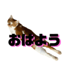 シンバとシンバと時々シンバ（個別スタンプ：11）