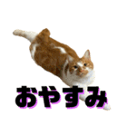シンバとシンバと時々シンバ（個別スタンプ：12）