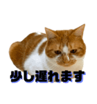シンバとシンバと時々シンバ（個別スタンプ：14）