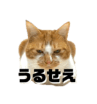 シンバとシンバと時々シンバ（個別スタンプ：16）