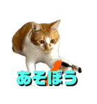 シンバとシンバと時々シンバ（個別スタンプ：17）