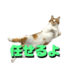 シンバとシンバと時々シンバ（個別スタンプ：18）