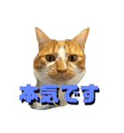 シンバとシンバと時々シンバ（個別スタンプ：19）