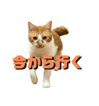 シンバとシンバと時々シンバ（個別スタンプ：21）