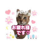 猫♥️面白♥️日常♥️挨拶♥️（個別スタンプ：1）