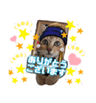 猫♥️面白♥️日常♥️挨拶♥️（個別スタンプ：2）