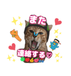 猫♥️面白♥️日常♥️挨拶♥️（個別スタンプ：3）