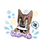 猫♥️面白♥️日常♥️挨拶♥️（個別スタンプ：6）
