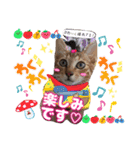 猫♥️面白♥️日常♥️挨拶♥️（個別スタンプ：8）