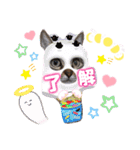 猫♥️面白♥️日常♥️挨拶♥️（個別スタンプ：10）