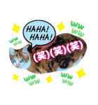 猫♥️面白♥️日常♥️挨拶♥️（個別スタンプ：11）