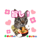 猫♥️面白♥️日常♥️挨拶♥️（個別スタンプ：13）