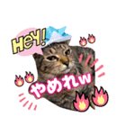 猫♥️面白♥️日常♥️挨拶♥️（個別スタンプ：14）