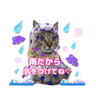 猫♥️面白♥️日常♥️挨拶♥️（個別スタンプ：15）
