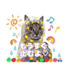 猫♥️面白♥️日常♥️挨拶♥️（個別スタンプ：16）