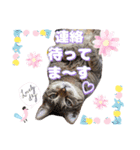 猫♥️面白♥️日常♥️挨拶♥️（個別スタンプ：17）